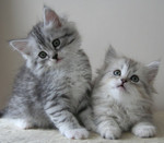 Мужские и женские сибирских котят с документами
