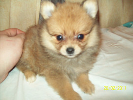 щенки померанского шпица