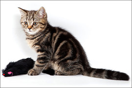 Британские котики 5-6 месяцев