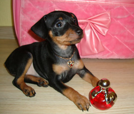 Карликового пинчера девочка щенок