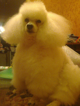 вязка той-пудель