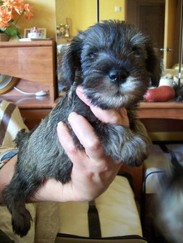 Цвергшнауцера щенки п/с девочка