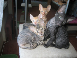 КОТЯТА КОРНИШ-РЕКС 3