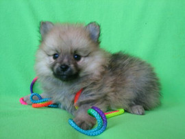 Мальчик немецкого шпица. 2