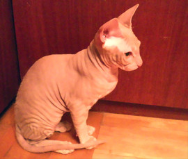 Котик поороды донской сфинкс 2