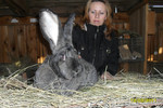 кролики породы бельгийский великан "ФЛАНДР"