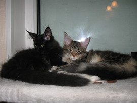 Котята мейн кун -4 месяца