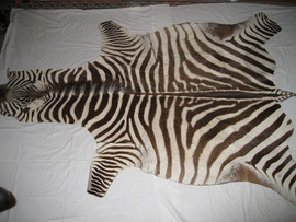 шкура африканской зебры