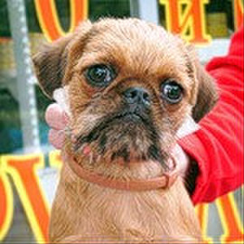 Продам щенка брюссельского гриффона