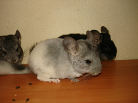 Продаются шиншиллы разного окраса и возрастов.