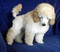 Щенки белого пуделя