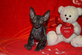 Красавица - кошечка Корниш рекс 2