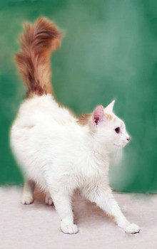 Котик в добрые руки