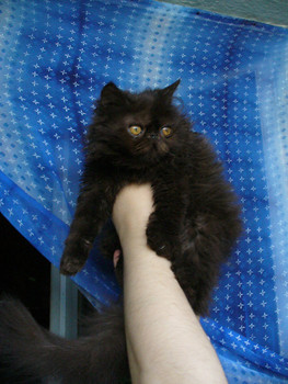 Персидские котята эктремалы 2