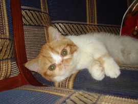 Экзотический котик