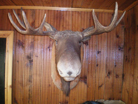 продам головы 6