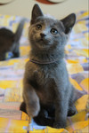 Чудесный котенок русской голубой кошки
