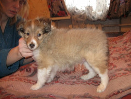 продам щенков шелти