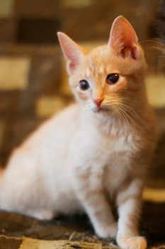 Котенок 3,5 месяца