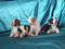 продам щенки Австралийская овчарка Australian shepherd