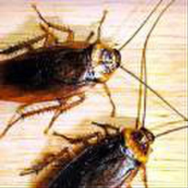 Обработка-выведение уничтожение клопов тараканов Нано технология