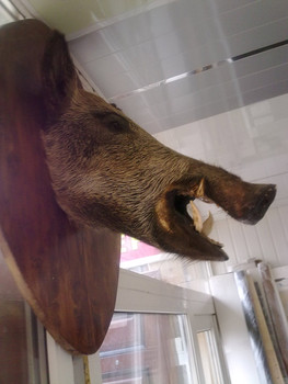 чучело кабана 3