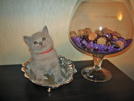 лиловые британцы 3