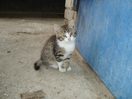 Отдам в добрые руки котят 2