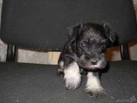 Цвергшнауцера щенки Красноярск