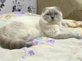 Вязка с Шотландским вислоухим котом 3