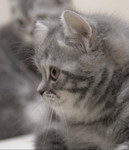 Британский выставочный отенок