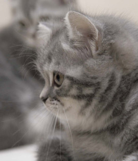 Британский выставочный отенок