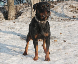 Роттвейлер в добрые руки