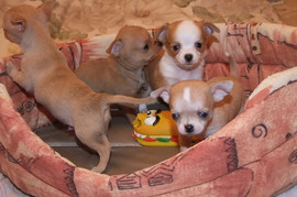 Чихуахуа кобель на вязку.