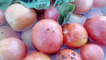 Соленые помидоры зеленые и красные оптом от 40р/кг.