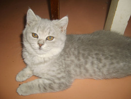 Британская короткошерстная кошка 2