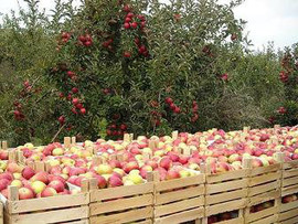 Яблоки летних сортов на экспорт