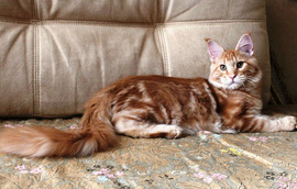 Котята мейн-кун