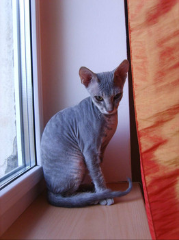 Продаю котенка донского сфинкса