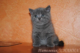 Британские котятки- милые ребятки. 8
