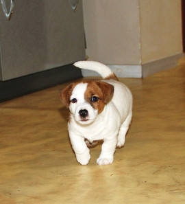 Щенок Джек Рассел терьера, мальчик биколлорного с рыжим окраса.