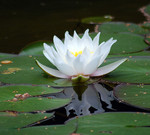 РЕЙКИ.ЛЕЧЕНИЕ