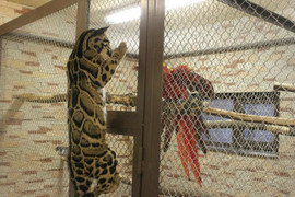 Дымчатый леопард