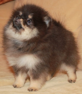 Pomeranians! Редкий окрас