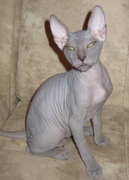Продается котенок Донского сфинкса