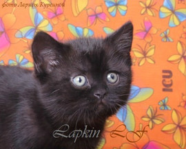 Шотландские страйт котята 2