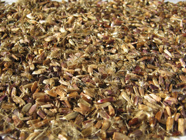 Семена левзея