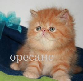 Чистокровные персидские котята