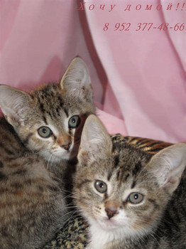 Отдам котят в добрые руки!! ИМ НУЖЕН ДОМ!!!
