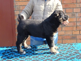 продаются щенки САО 4